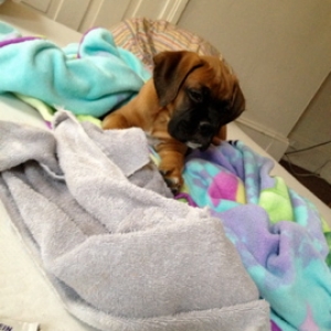 Our 12 wk old boxer Tyson