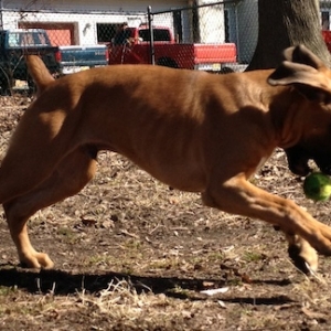 Tyson at 16 wks