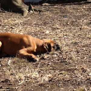 Tyson at 16 wks