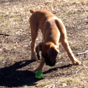 Tyson at 16 wks