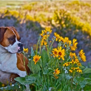 Daisy Girl