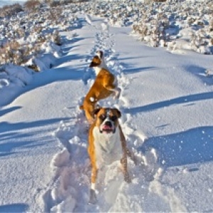 Snow Much Fun