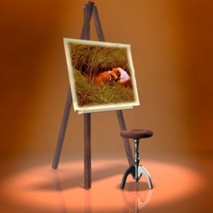 Portrait of a Boxer