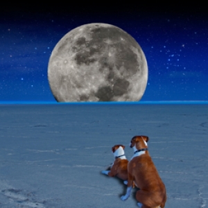 MoonWatch