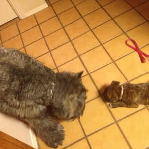 5 week old Maya (boxer) and 1 year old Chaco (bouvier des flandres)