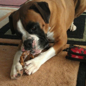 Neo, our rescued Boxer