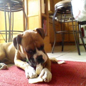 Rawhide happiness!