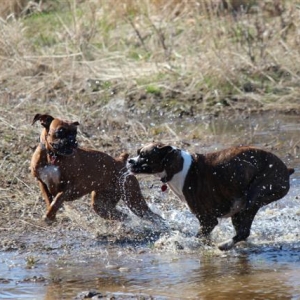 cooling off in a snowmelt puddle