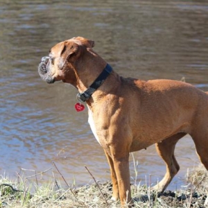 Gingersnap