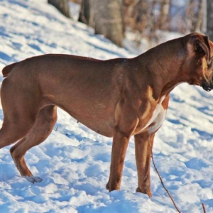 Ginger_winter_12