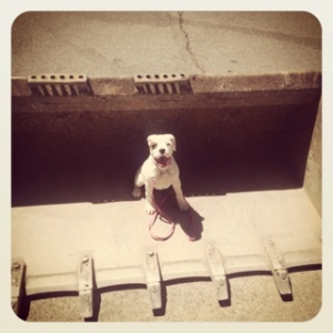 Demo dog