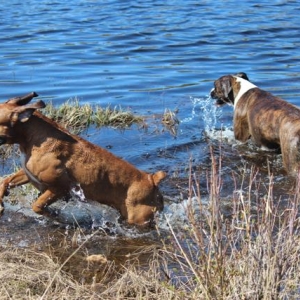 They had a blast cooling themselves in the lake.