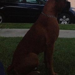Rocky on watch duty