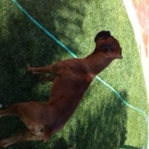 Rocky wants to play