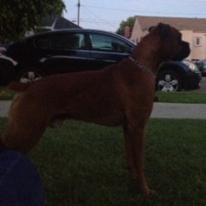 Rocky pulling security