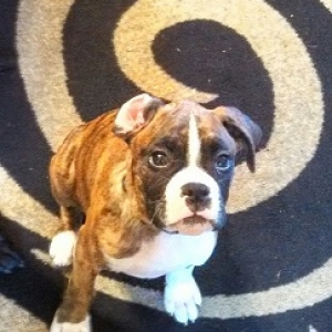 Mr. Bane 12weeks old!