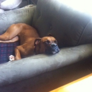 Sleepy pup