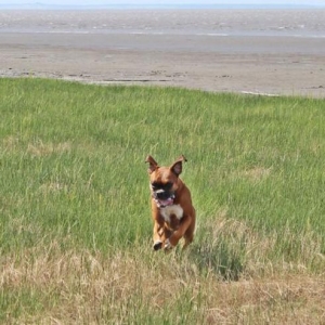 Ginger_returning_c_s_