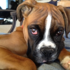 Bailey_June_2013