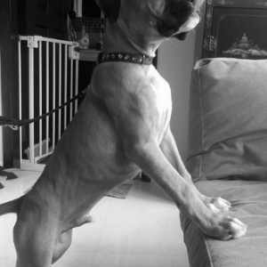 Bruce