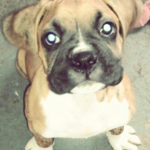 Meet Copper :)