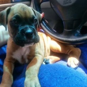 Loki James 6 wks