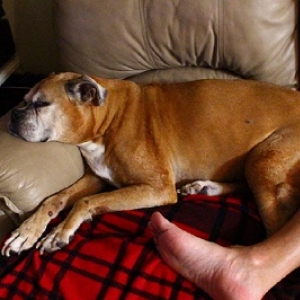Silver female boxer 12 years 9 months w/ Mast cell