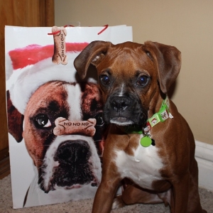webster_boxer