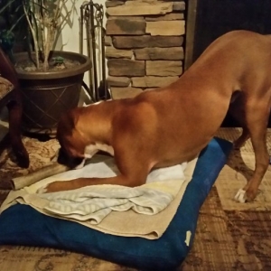 Just love my antler!