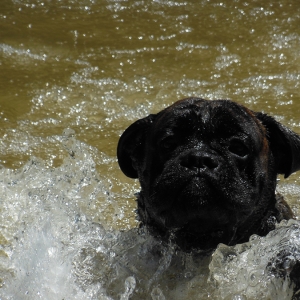 Swimming in the pond