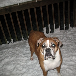 My angel boy Cody 's last winter  2014