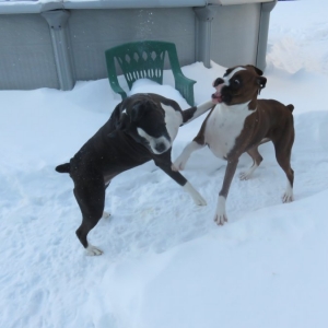 more fun in the snow 1/15