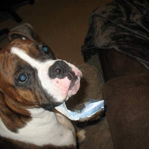 milo and his  christmas wrapping paper
