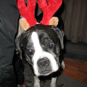Layla  and her antlers  12/15