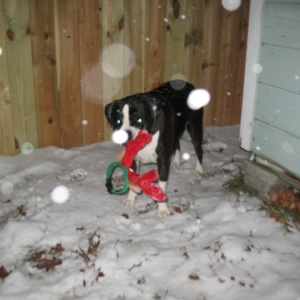 Layla and her antlers  not on her head