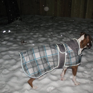 Milo in his  new jacket