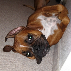 The "Gremlin" Look