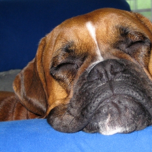 "Sweet Dreams"