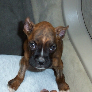 Scout
