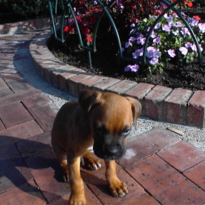 Paco as a puppy