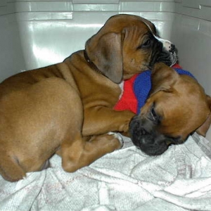 Paco and Paca first day together