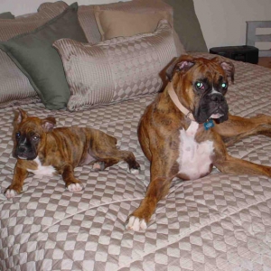 Cuatro and Scout