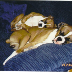 My Sleeping Angels