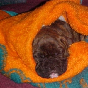Bodhi in his blanket