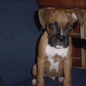 Jinx at 4 months