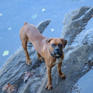 Paco at the Green River, Washington state
