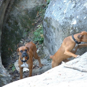 Paco&Paca rock climbing