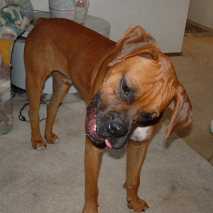 This is what your boxer looks like when you play back his own barks on a re