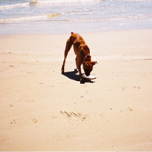 Frisby at the Beach