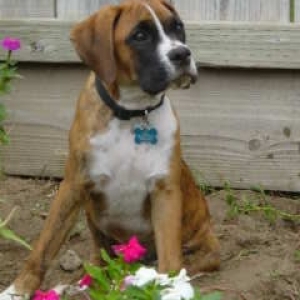 Elmo @ 17 wks